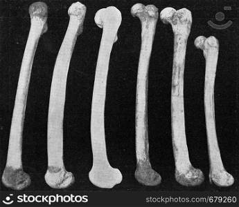 Comparative table of femurs of a European, an Australian, Neanderthal man, an Australian, an African man and a Dwarf man of the Philippines, vintage engraved illustration. From the Universe and Humanity, 1910.