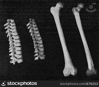 Comparative table of the vertebral column of the breast and the femur of a European and an Australian.