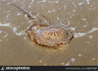 Compass jellyfish washed ashore at the beach