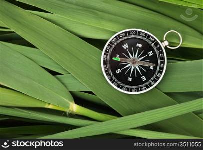 compass on the leaves of cane