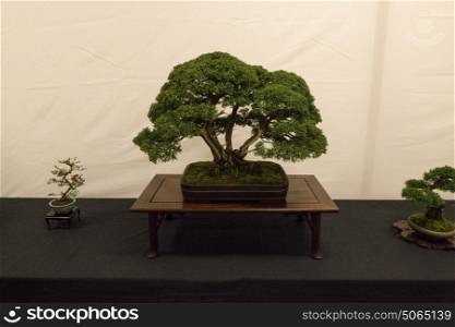 Competition Japanese White Pine Bonsai with two shitakusa either side