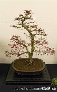 Competition Maple Bonsai in Springtime