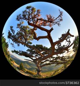 Complete circular fisheye view of the Pine on top of the mountain Sokol. Noviy Svet, Crimea, Ukraine&#xA;