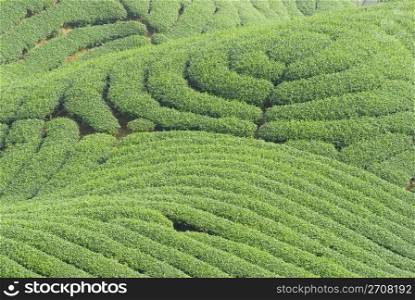 Complex landform full of tea trees
