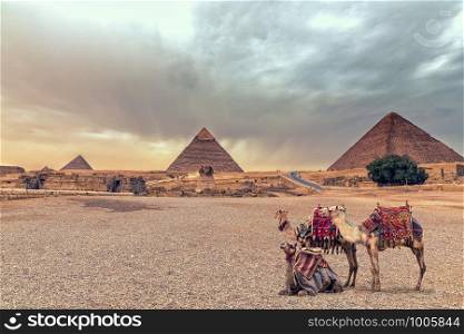 Complex of Giza Pyramids and the Sphinx in the desert with camels, Egypt.. Complex of Giza Pyramids and the Sphinx in the desert with camels, Egypt