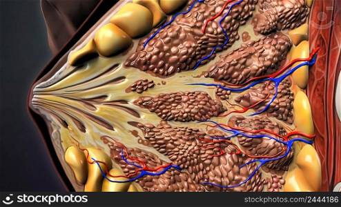 Components of an eukaryotic cell, nucleus and organelles and plasma membrane - 3d illustration. Components of an eukaryotic cell, nucleus and organelles and plasma membrane