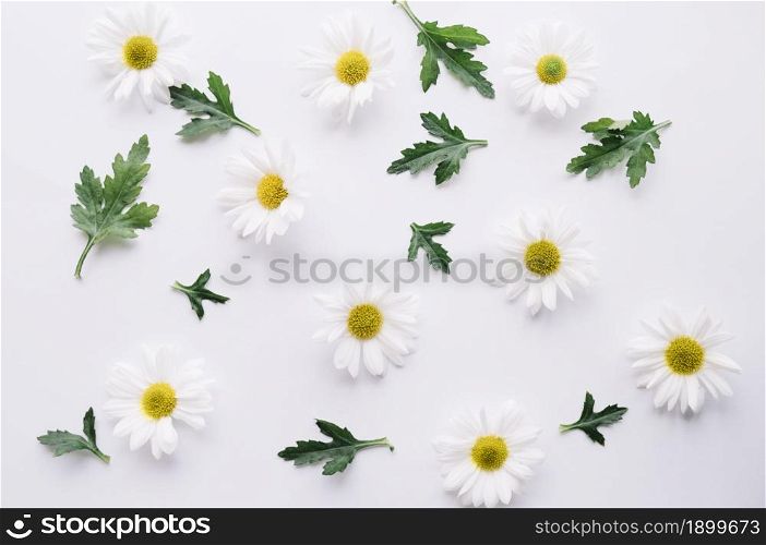 composed daisies with green leaves white. Resolution and high quality beautiful photo. composed daisies with green leaves white. High quality beautiful photo concept