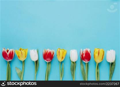 composed row bright tulips