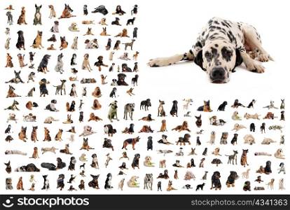 composite picture with dalmatian purebred dogs in a white background