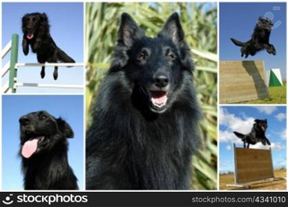 composite picture with purebred dogs belgian sheepdogs groenendael