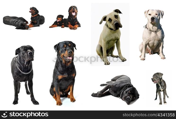 composite picture with purebred guard dogs in a white background