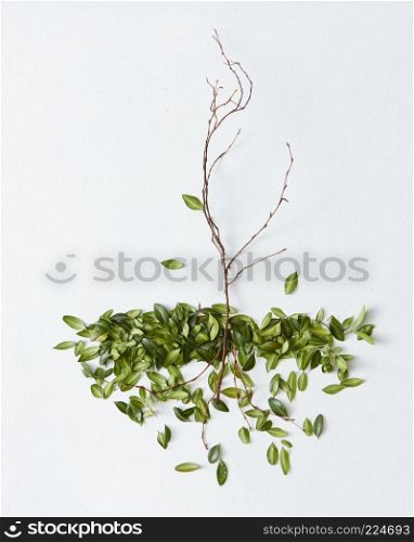 Composition of branch with fallen green leaves on white background. Branch with fallen leaves