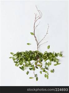 Composition of branch with fallen green leaves on white background. Branch with fallen leaves
