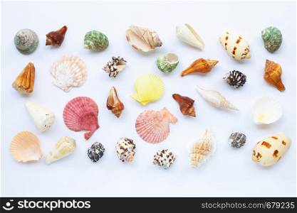 Composition of exotic sea shells on white background