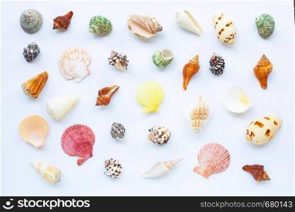 Composition of exotic sea shells on white background