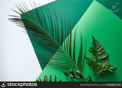 Composition of fern, palm leaf and fresh twigs on a double green cardboard around a gray background with copy space. Natural layout. Flat lay. Set of green palm leaf, fern and twigs on a double green cardboard on a gray background with copy space. Foliage composition for layout. Flat lay