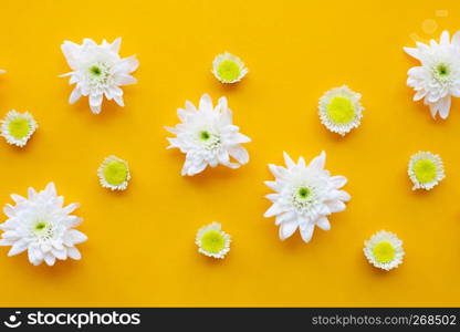 Composition of flowers, Chrysanthemums on yellow paper background. Top view