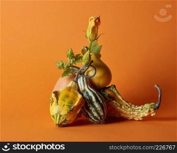 composition of various pumpkins on an orange background. composition of pumpkins on an orange background