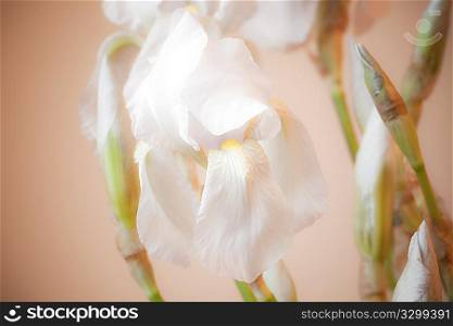 Composition of white iris flowers over light warm background
