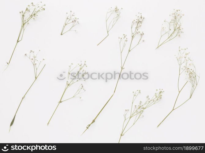 composition plant twigs with little flowers. Resolution and high quality beautiful photo. composition plant twigs with little flowers. High quality beautiful photo concept