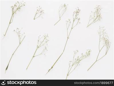 composition plant twigs with little flowers. Resolution and high quality beautiful photo. composition plant twigs with little flowers. High quality beautiful photo concept