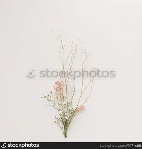 composition thin plant branches. High resolution photo. composition thin plant branches. High quality photo