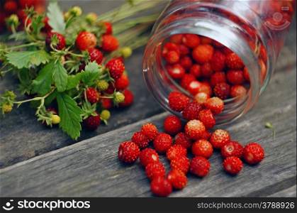 Composition with berries of wild strawberry