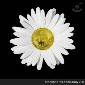 Concept bitcoin - chamomile flower with white petals close-up, isolated on a black background