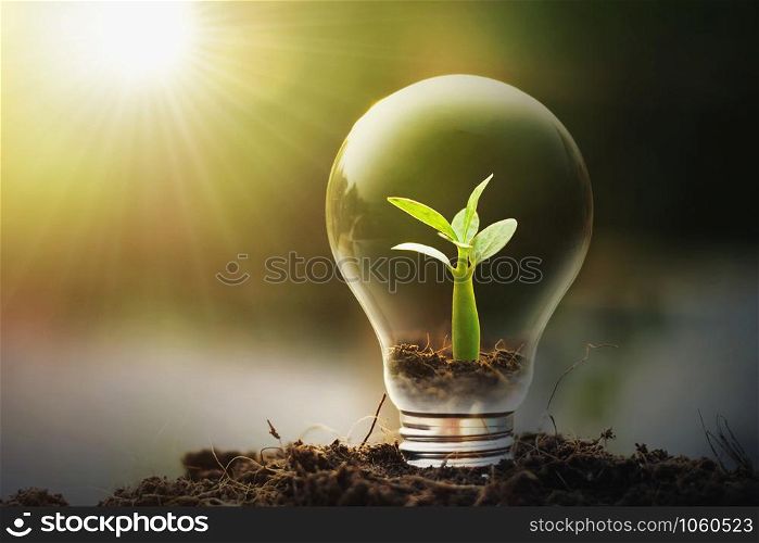 concept idea saving energy young plant and light bulb