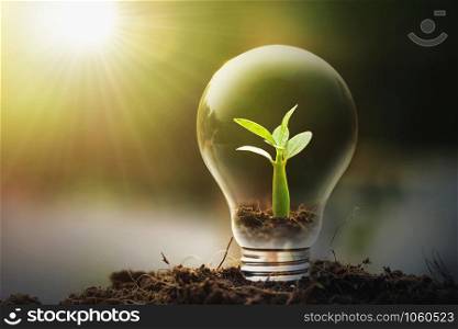 concept idea saving energy young plant and light bulb