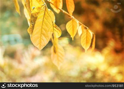 Concept of autumn background with golden leaves and rain water drops. Autumn leaves decorate a beautiful nature bokeh background with forest ground.