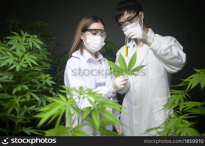 Concept of cannabis plantation for medical, a scientist holding a test tube and laptop to analysis on cannabis farm
