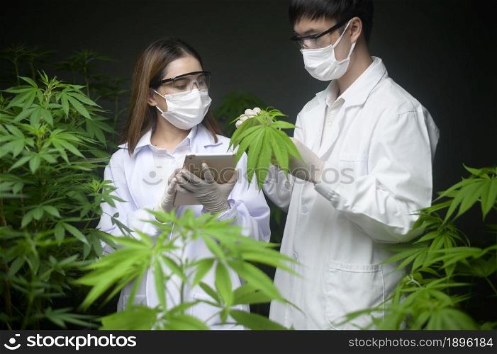 Concept of cannabis plantation for medical, a scientist holding a test tube and laptop to analysis on cannabis farm