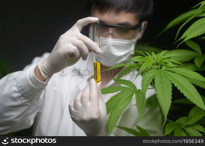 Concept of cannabis plantation for medical, a scientist holding a test tube on cannabis farm