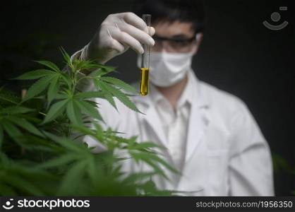 Concept of cannabis plantation for medical, a scientist holding a test tube on cannabis farm