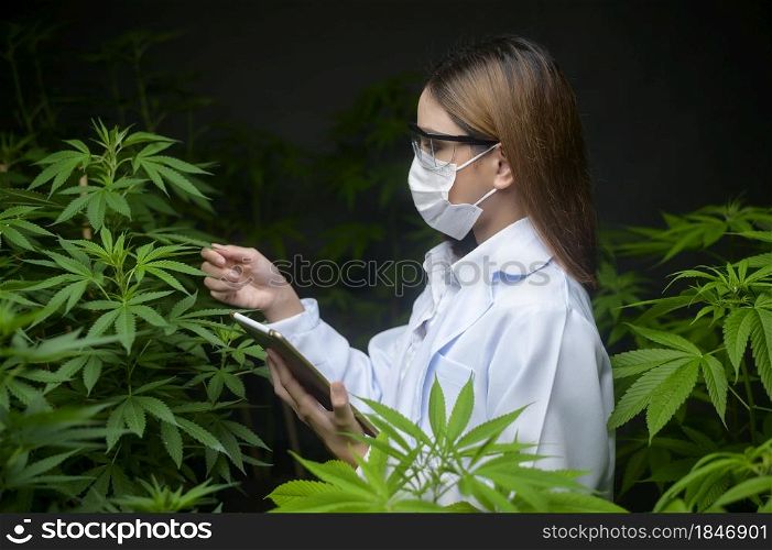 Concept of cannabis plantation for medical, a scientist using tablet to collect data on cannabis indoor farm