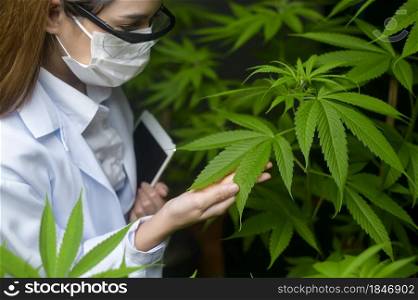 Concept of cannabis plantation for medical, a scientist using tablet to collect data on cannabis indoor farm