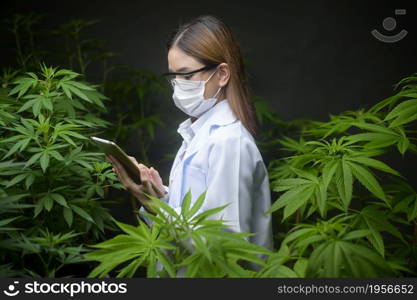 Concept of cannabis plantation for medical, a scientist using tablet to collect data on cannabis indoor farm