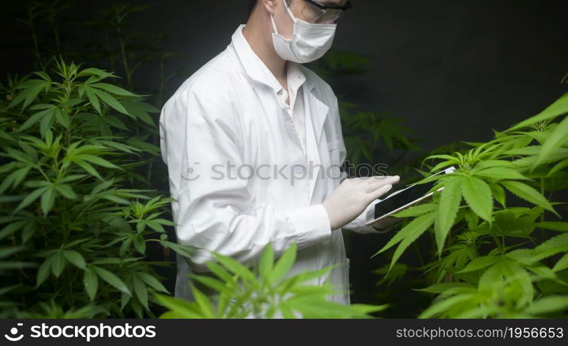 Concept of cannabis plantation for medical, a scientist using tablet to collect data on cannabis sativa indoor farm