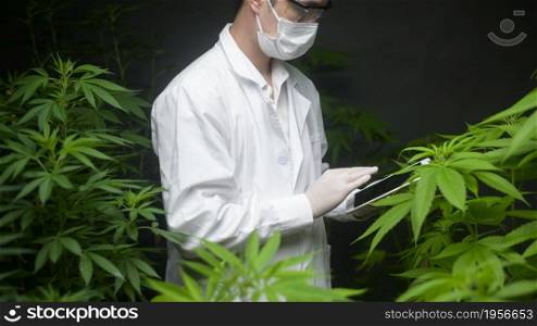 Concept of cannabis plantation for medical, a scientist using tablet to collect data on cannabis sativa indoor farm