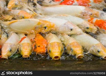 concept of crowded space, Japanese carps rush for feeding