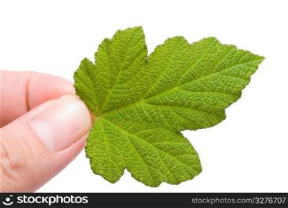 concept of eco-friendly, pick new leaf by finger.