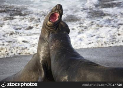 Concept of fierce battle shown in vicious bite by warring bull elephant seal striving for alpha dominance. Location is Piedras Blancas Rookery near Cambria, California. The massive sea mammals in their natural environment are a tourism attraction.