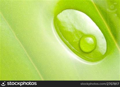 concept of freshness, circle fresh dews on green leaf