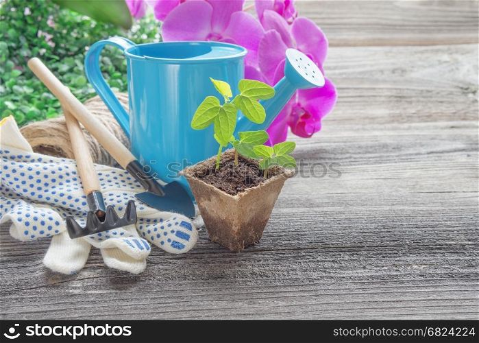 Concept of gardening: green shoots of seedlings in a peat pot, blue watering can, pink orchid flowers, rake and shovel on a wooden background, with space for text