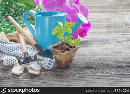 Concept of gardening: green shoots of seedlings in a peat pot, blue watering can, pink orchid flowers, rake and shovel on a wooden background, with space for text