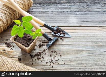 Concept of gardening: green shoots of seedlings in a peat pot, hemp twine, burlap, rake and shovel are on a wooden background, with space for text