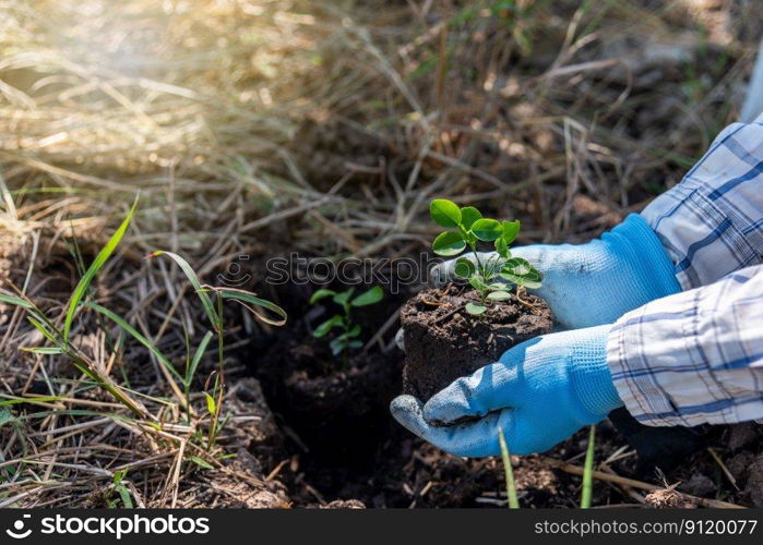 concept of hand planting trees increases oxygen and helps reduce global warming.