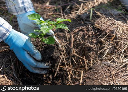 concept of hand planting trees increases oxygen and helps reduce global warming.