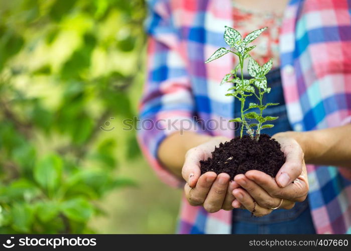 concept of life - girl holding a young plant in the hands